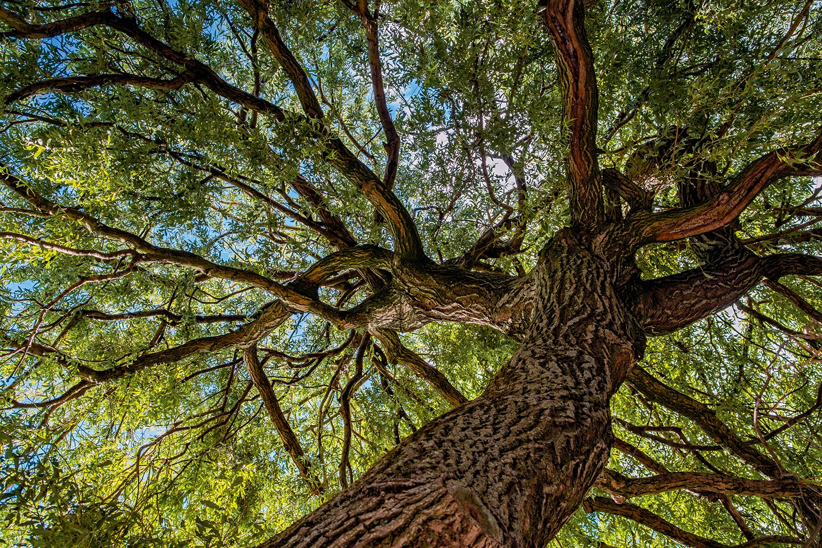 tree branches